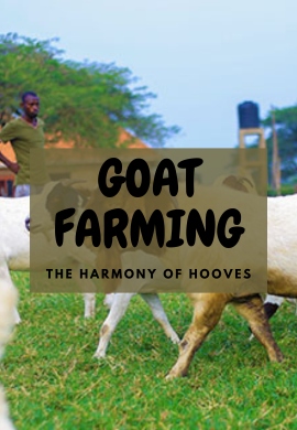 Harmony of Hooves: The Time-Honored Art of Goat Rearing in Africa.